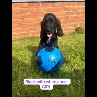 Cocker Spaniel (Working &amp; Show) - Both