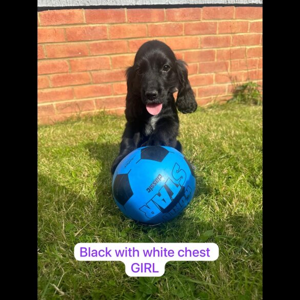 Cocker Spaniel (Working &amp; Show) - Both