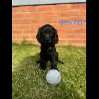 Cocker Spaniel (Working &amp; Show) - Both