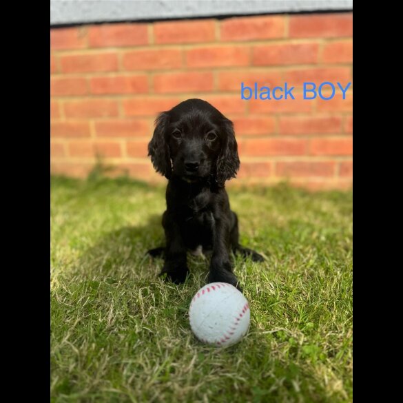 Cocker Spaniel (Working &amp; Show) - Both