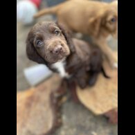 Cocker Spaniel (Working &amp; Show) - Both