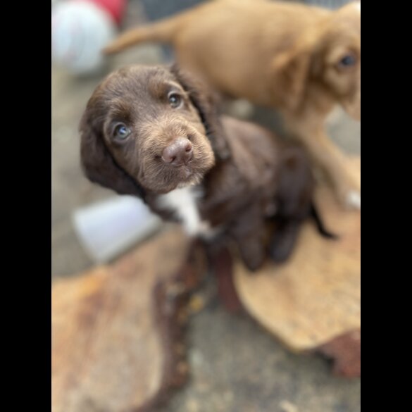 Cocker Spaniel (Working &amp; Show) - Both