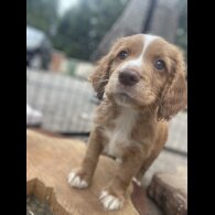 Cocker Spaniel (Working &amp; Show) - Both