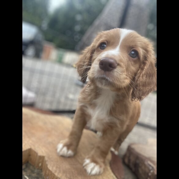 Cocker Spaniel (Working &amp; Show) - Both