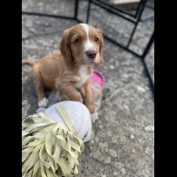 Cocker Spaniel (Working &amp; Show) - Both