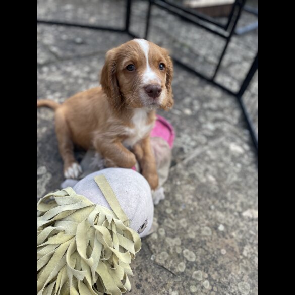 Cocker Spaniel (Working &amp; Show) - Both