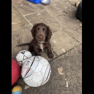 Cocker Spaniel (Working &amp; Show) - Both