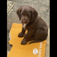 Cocker Spaniel (Working &amp; Show) - Both