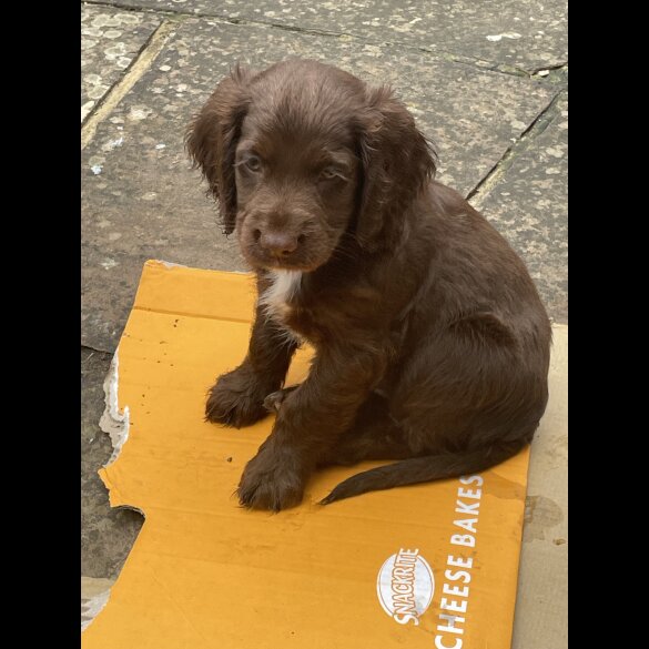 Cocker Spaniel (Working &amp; Show) - Both