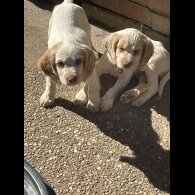 Cocker Spaniel (Working &amp; Show) - Both