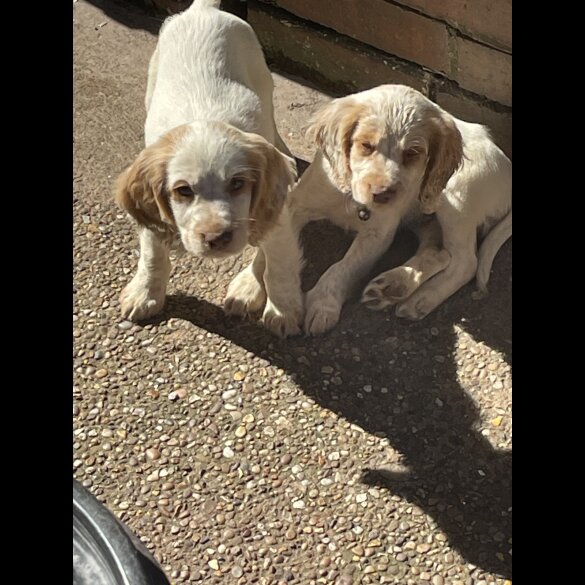 Cocker Spaniel (Working &amp; Show) - Both