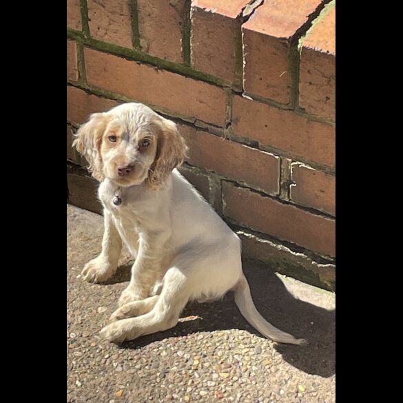 Cocker Spaniel (Working &amp; Show) - Both