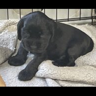 Cocker Spaniel (Working &amp; Show) - Both