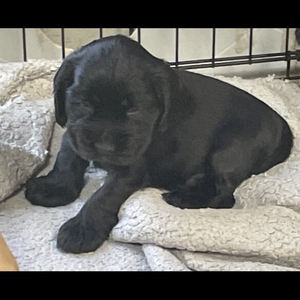Cocker Spaniel (Working &amp; Show) - Both