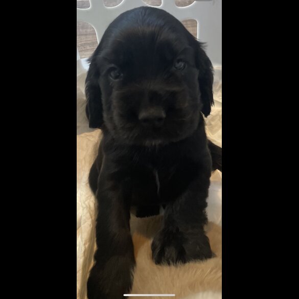 Cocker Spaniel (Working &amp; Show) - Both