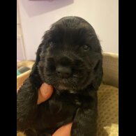 Cocker Spaniel (Working &amp; Show) - Both