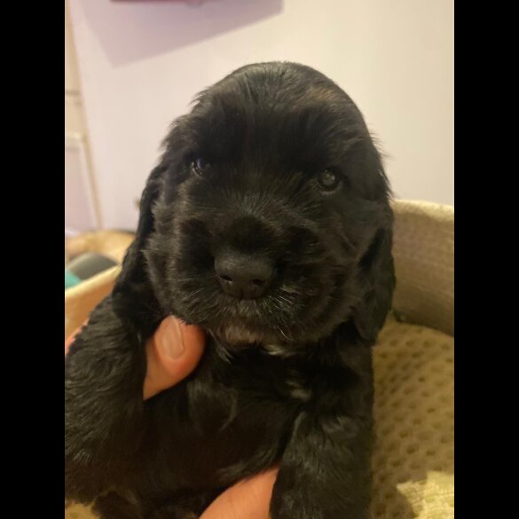 Cocker Spaniel (Working &amp; Show) - Both
