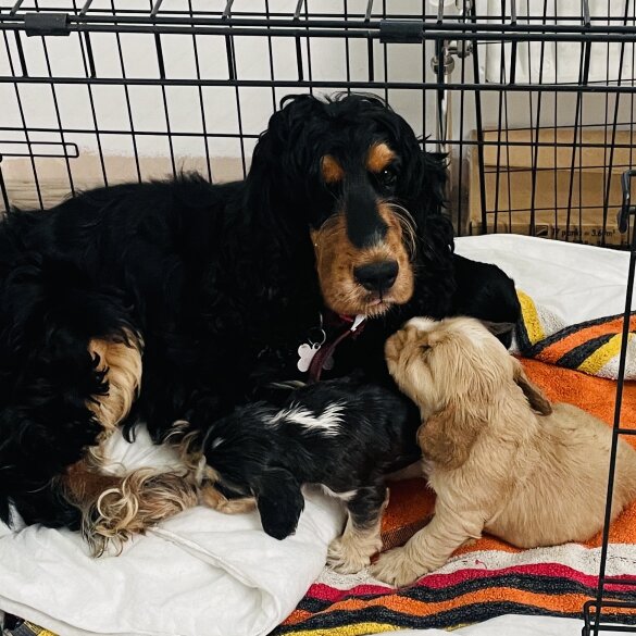 Cocker Spaniel (Working &amp; Show) - Both