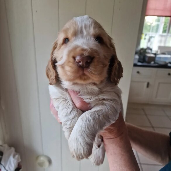 Cocker Spaniel (Working &amp; Show) - Dogs