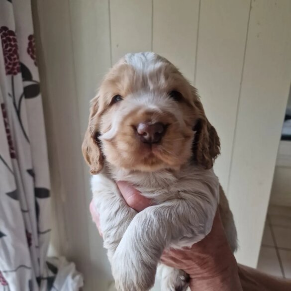 Cocker Spaniel (Working &amp; Show) - Dogs