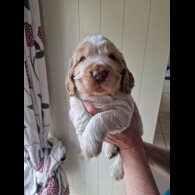 Cocker Spaniel (Working &amp; Show) - Dogs