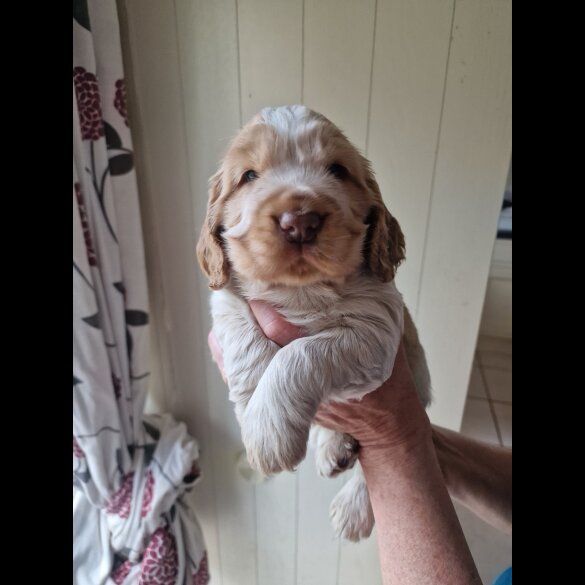 Cocker Spaniel (Working &amp; Show) - Dogs