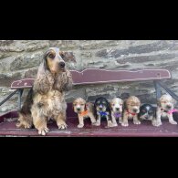 Cocker Spaniel (Working &amp; Show) - Both