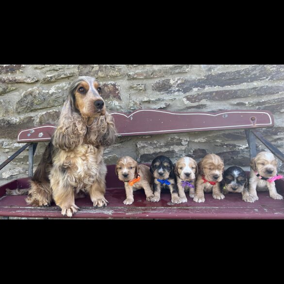 Cocker Spaniel (Working &amp; Show) - Both