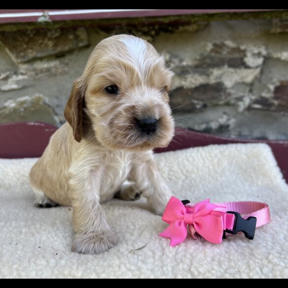 Cocker Spaniel (Working &amp; Show) - Both