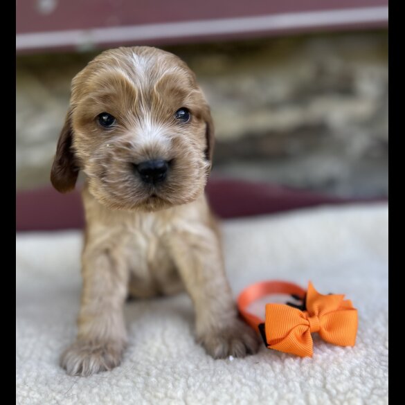 Cocker Spaniel (Working &amp; Show) - Both