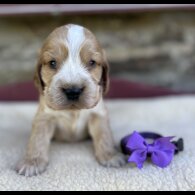 Cocker Spaniel (Working &amp; Show) - Both