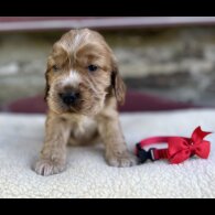 Cocker Spaniel (Working &amp; Show) - Both