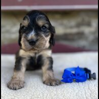 Cocker Spaniel (Working &amp; Show) - Both