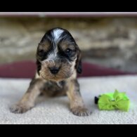 Cocker Spaniel (Working &amp; Show) - Both