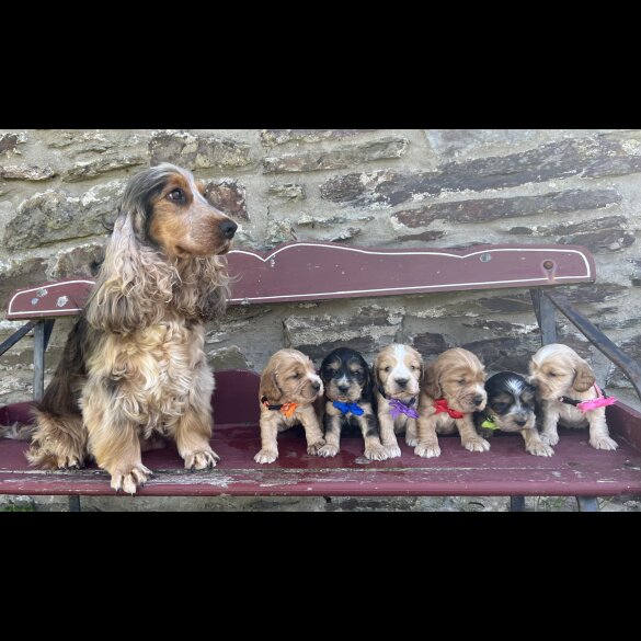 Cocker Spaniel (Working &amp; Show) - Both