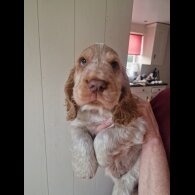 Cocker Spaniel (Working &amp; Show) - Dogs