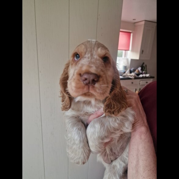 Cocker Spaniel (Working &amp; Show) - Dogs