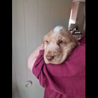 Cocker Spaniel (Working &amp; Show) - Dogs
