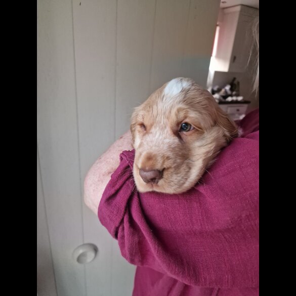 Cocker Spaniel (Working &amp; Show) - Dogs