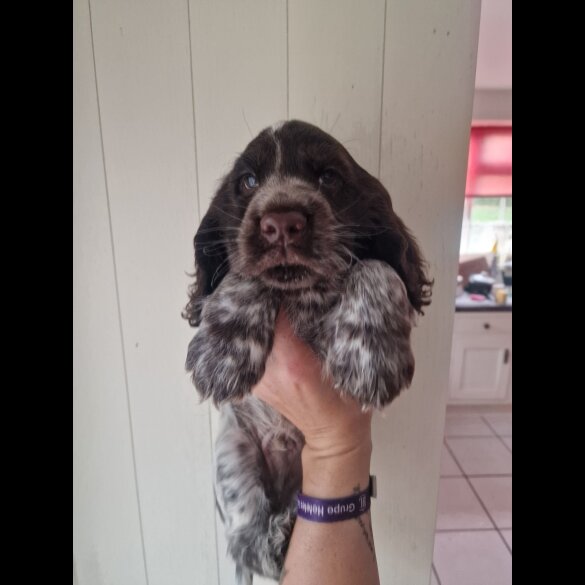 Cocker Spaniel (Working &amp; Show) - Dogs