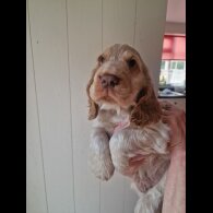 Cocker Spaniel (Working &amp; Show) - Dogs