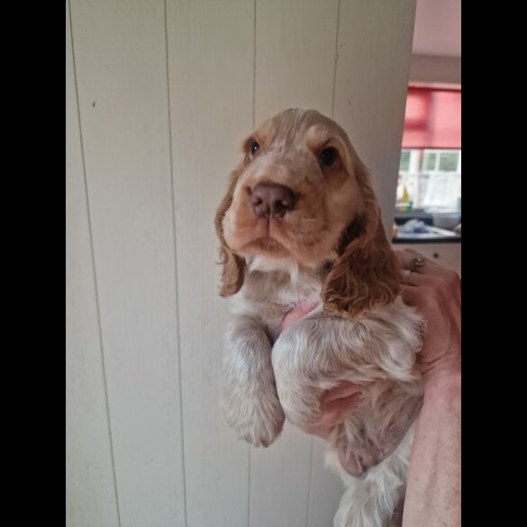 Cocker Spaniel (Working &amp; Show) - Dogs