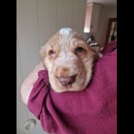Cocker Spaniel (Working &amp; Show) - Dogs
