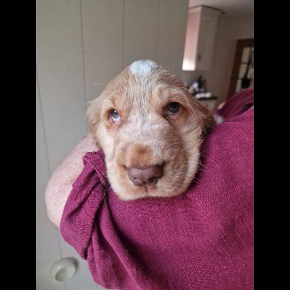Cocker Spaniel (Working &amp; Show) - Dogs