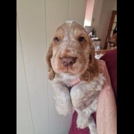 Cocker Spaniel (Working &amp; Show) - Dogs