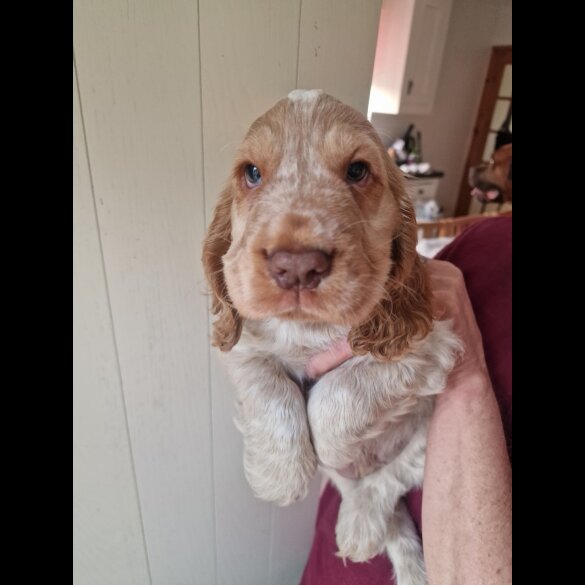 Cocker Spaniel (Working &amp; Show) - Dogs