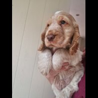 Cocker Spaniel (Working &amp; Show) - Dogs