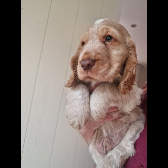 Cocker Spaniel (Working &amp; Show) - Dogs