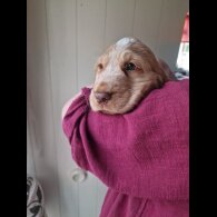 Cocker Spaniel (Working &amp; Show) - Dogs