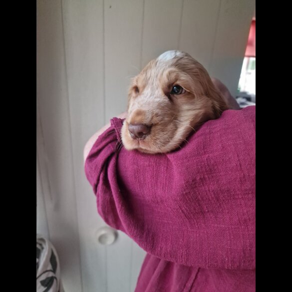 Cocker Spaniel (Working &amp; Show) - Dogs